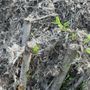 Photo of MORI Tree Services