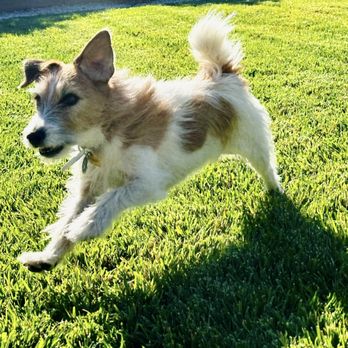 Bar K9 Dog Training - Pet Training Near Me Bar K9 Dog Training - Pet Training Near Me