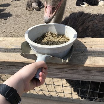 Ostrichland USA - Attraction Farms Near Me - Solvang, California