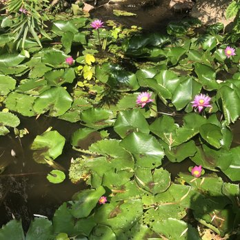 Enchanted Forest - Water lilies - Nurseries & Gardening Near Me - Richmond, Texas