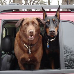 Allergy Institute - Dog Boys waiting outside Allergy Office.
