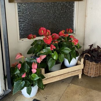 Samen-Hellmann - Anthurium, - Flowers & Gifts Near Me - Dusseldorf, NW