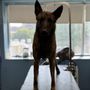Photo of Woofs and Wags Pet lodge