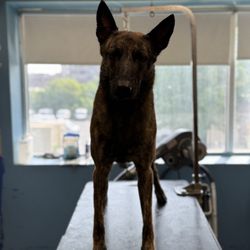 Woofs and Wags Pet lodge - Photo sent to me with my dog on the groomers table