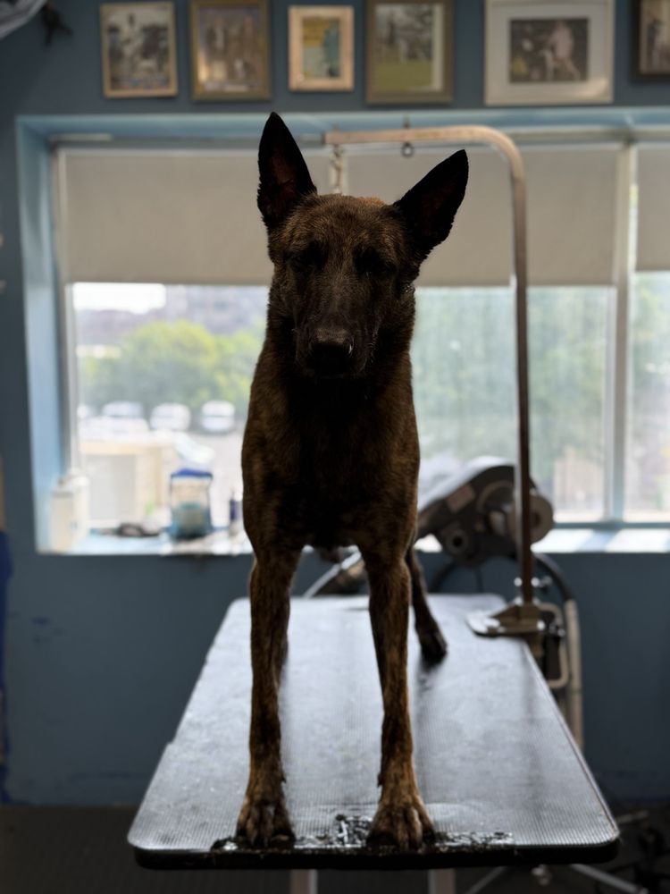 Woofs and Wags Pet lodge - pet boarding facility in Baltimore, MD