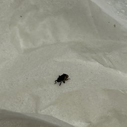 TICK FROM THE HOTEL IN OUR BATHROOM