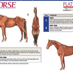 Horses aren't supposed to be fat & it's Ok to see their ribs. See link for normal weight www.brodheadvets.com/userfiles/file/bcs_ht1.jpg Horses aren't supposed to be fat & it's Ok to see their ribs. See link for normal weight www.brodheadvets.com/userfiles/file/bcs_ht1.jpg