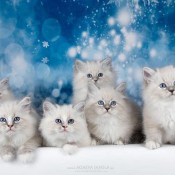 Royal Siberian Cats - Pet Breeders Near Me - Lafayette, California Royal Siberian Cats - Pet Breeders Near Me - Lafayette, California