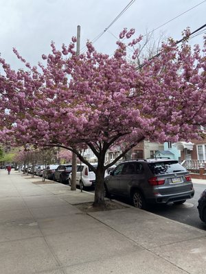 Fort Hamilton by null