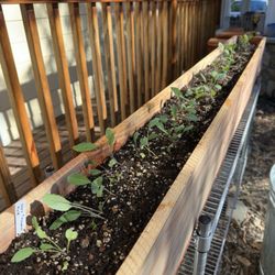 Planters with redwood 1x8x6fts