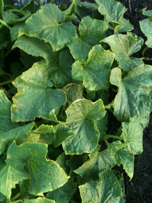 ROSE CITY PARK UNITED METHODIST CHURCH 5830 NE Alameda St, Portland