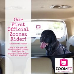 Zoomez Pet Transportation & Grooming