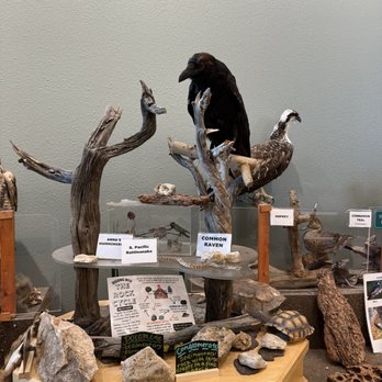 Big Bear Discovery Center - Raven - Hiking Near Me - Fawnskin, California Big Bear Discovery Center - Raven - Hiking Near Me - Fawnskin, California