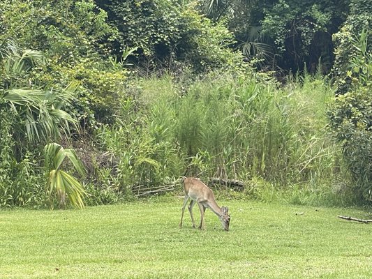 Skidaway Island State Park by null