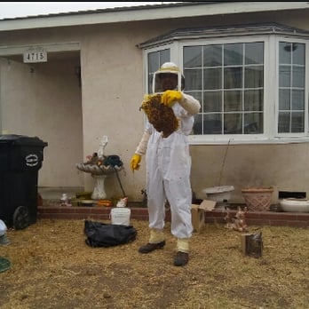 Beecasso Bee Removal - We thought we only had about 10 bees, and a honeycomb the size of your fist. Turns out, Steve pulled out three big chunks like this!! - Pest Control Near Me - Redondo Beach, California Beecasso Bee Removal - We thought we only had about 10 bees, and a honeycomb the size of your fist. Turns out, Steve pulled out three big chunks like this!! - Pest Control Near Me - Redondo Beach, California