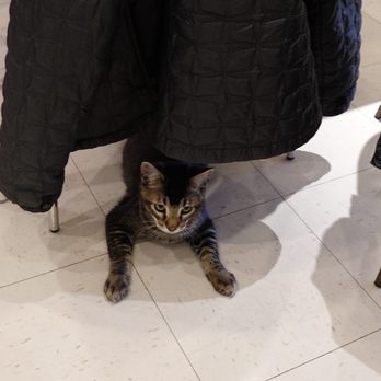 Catopia Cat Cafe - Pet Adoption Near Me - Albuquerque, New Mexico