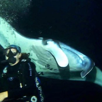Jack's Diving Locker - There is something behind you... - Snorkeling Near Me - Kailua-Kona, Hawaii