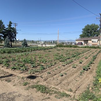 Spano Greenhouse & Farm - On site growing! - Farmers Market Near Me - Denver, Colorado Spano Greenhouse & Farm - On site growing! - Farmers Market Near Me - Denver, Colorado
