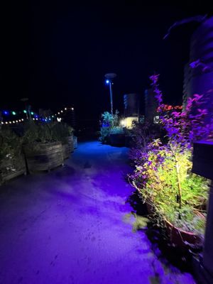 Klunkerkranich by null