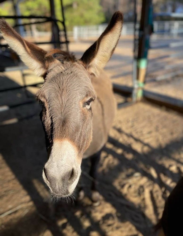 Mending Strides Ranch - grief counselor in Mint Hill, NC