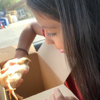 East Valley Feed & Tack - Buff orington chick! - Pet Stores Near Me - Sun Valley, California East Valley Feed & Tack - Buff orington chick! - Pet Stores Near Me - Sun Valley, California