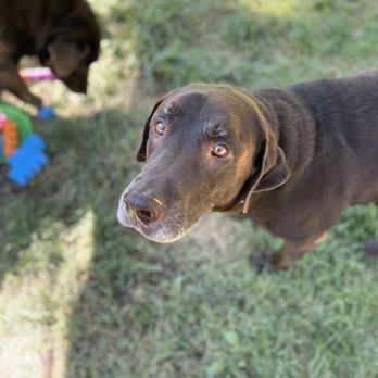 Auntie Chelle's Pet Care - Pet Sitting Near Me Auntie Chelle's Pet Care - Pet Sitting Near Me