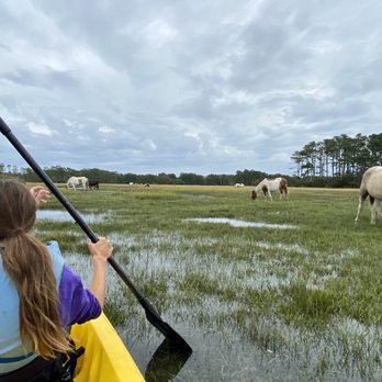 Assateague Adventures - We paddled right up - Boat Tours Near Me Assateague Adventures - We paddled right up - Boat Tours Near Me