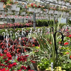 Glendale Farms - Flowering annuals in the greenhouse