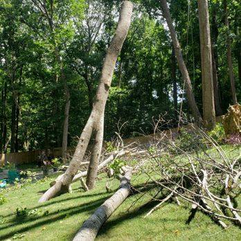 Timberman Tree Service - Tree Services Near Me - Zebulon, North Carolina