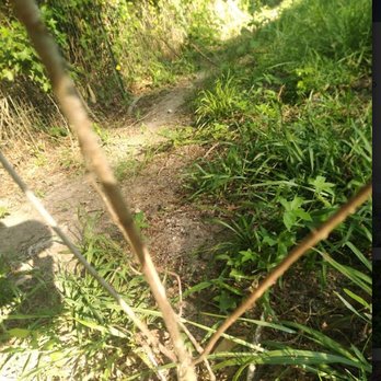 TN Nursery - Another thriving tree according to these criminals. - Nurseries & Gardening Near Me - Altamont, Tennessee
