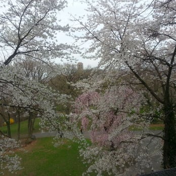 Fort Tryon Park - U can see cloisters and the river thru the blossoms - Parks Near Me - New York, New York Fort Tryon Park - U can see cloisters and the river thru the blossoms - Parks Near Me - New York, New York