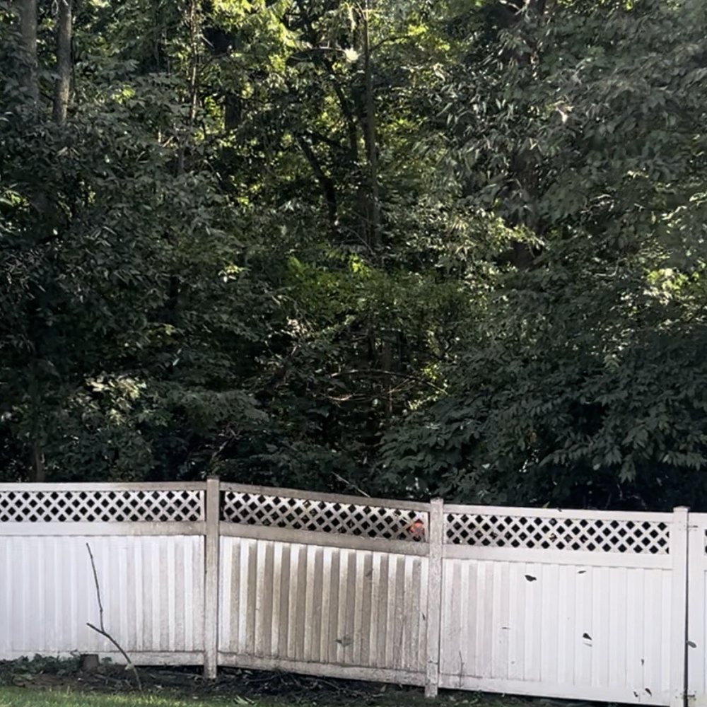 LC Tree Service - Tree gone - Tree Services Near Me - Hagerstown, Maryland