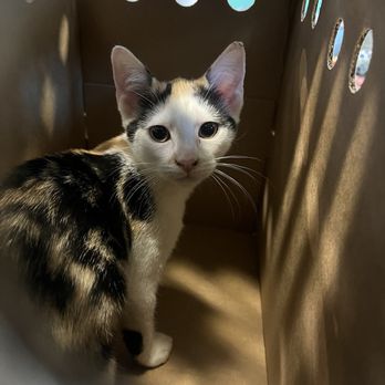 SPCA of Texas - Animal Shelters Near Me - Dallas, Texas