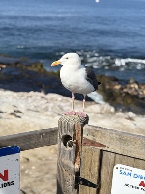 Lifeguard La Jolla Cove by null