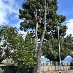 Branches chopped & now onto the main bark of the tree.