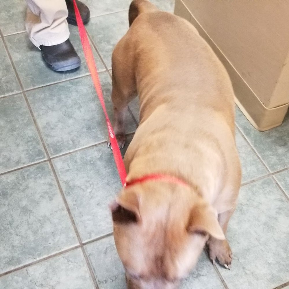 Taylor Veterinary Emergency - Veterinarians Near Me - Turlock, California Taylor Veterinary Emergency - Veterinarians Near Me - Turlock, California