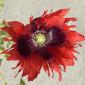 Aurora Nursery - Fringed Shirley poppy (Papaver rhoeas var. laciniatum), also called a laciniated Shirley poppy - Nurseries & Gardening Near Me - Palmer, Alaska Aurora Nursery - Fringed Shirley poppy (Papaver rhoeas var. laciniatum), also called a laciniated Shirley poppy - Nurseries & Gardening Near Me - Palmer, Alaska