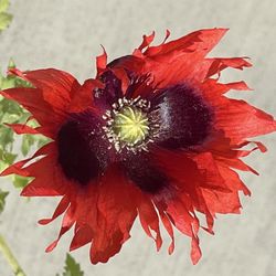 Aurora Nursery - Fringed Shirley poppy (Papaver rhoeas var. laciniatum), also called a laciniated Shirley poppy