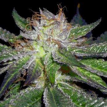 Sante Durango - Cannabis Dispensaries Near Me - Durango, Colorado Sante Durango - Cannabis Dispensaries Near Me - Durango, Colorado