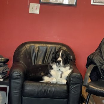 Groveland Barber Shop - Finn the barbershop dog. - Barbers Near Me - Saint Paul, Minnesota