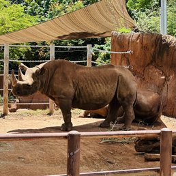 Rhinos at the Honolulu Zoo Rhinos at the Honolulu Zoo