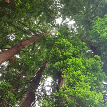 Mill Valley Inn - Mill Valley Inn - Hotels Near Me - Mill Valley, California