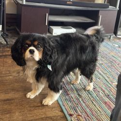 Sitting Pretty Pet Spa - Muskegon - Dash again