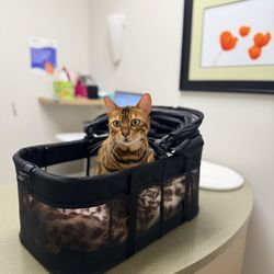 Island Cats Veterinary Hospital - A little Bengal with some very big opinions!