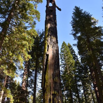 Calaveras Big Trees State Park - Mother of the Forest... stripped of her bark and left vulnerable to the elements and fire years ago... hard to believe shes still standing - Parks Near Me - Arnold, California Calaveras Big Trees State Park - Mother of the Forest... stripped of her bark and left vulnerable to the elements and fire years ago... hard to believe shes still standing - Parks Near Me - Arnold, California