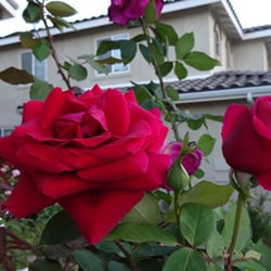Edgar Lawn & Landscaping