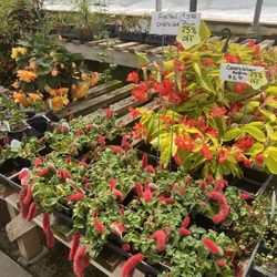 McKenzie River Nursery