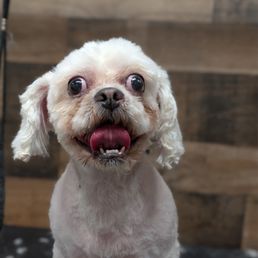 full grooming for our pup :)