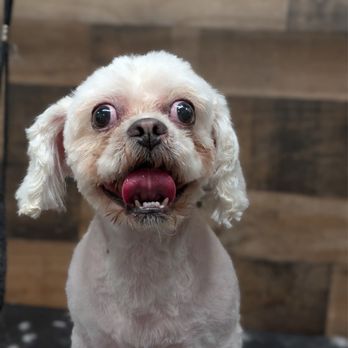 Zeus Barber Pets Spa - full grooming for our pup :) - Pet Groomers Near Me - San Fernando, California