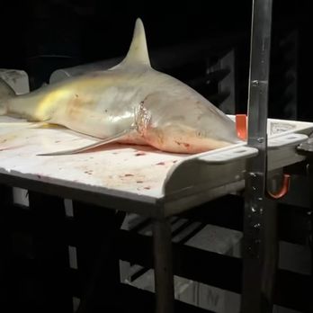 Pompano Beach Pier - Black tip shark at the pier. Hammerhead was nearby - Local Flavor Near Me - Pompano Beach, Florida